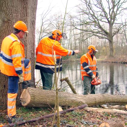 Medewerkers die boom omkappen en zagen